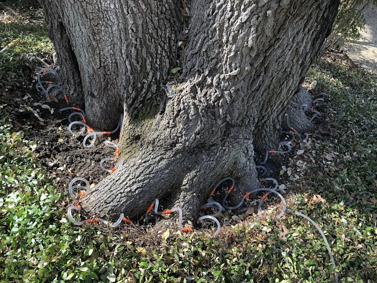 Detailed Tree Cabling and Bracing job site in Fort Lauderdale