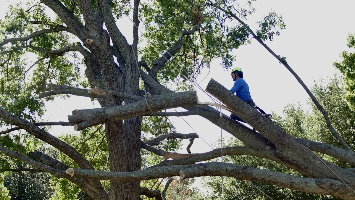 Professional Crown Thinning performed by certified arborists in Fort Lauderdale