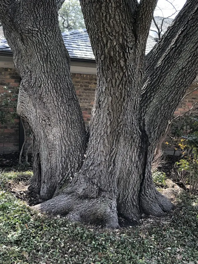 Mature heritage tree close to a Fort Lauderdale property cared for by certified arborists